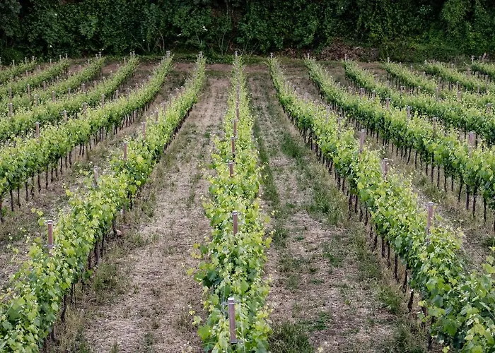 Borgo Baccile By Vini Fantini Ξενοδοχείο Crecchio